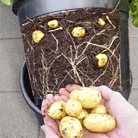 hur transporteras potatis till
